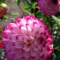 Picasa 2.7
